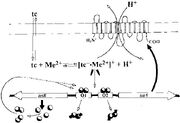 Fig2