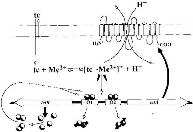 File:Fig2.jpg