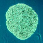 Trichoplax