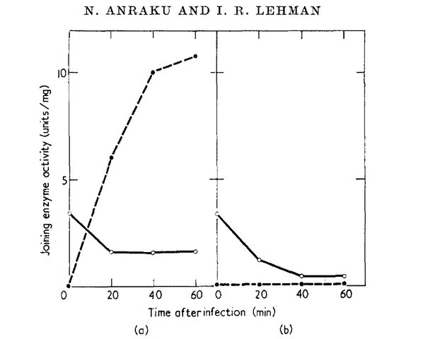 File:Ligase.jpg