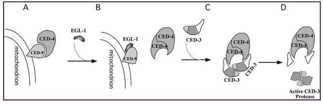 File:Apoptotic pathway.jpg