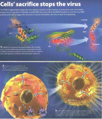 File:Mechanism of action.jpg