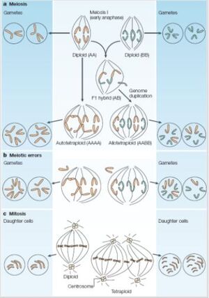 Polyploid formation