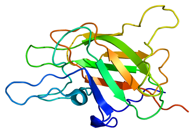 File:FV protein.png