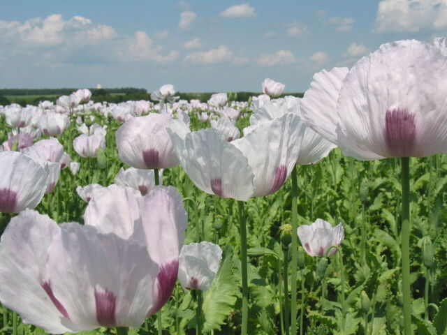 File:Herbshop - Papaver somniferum.jpg