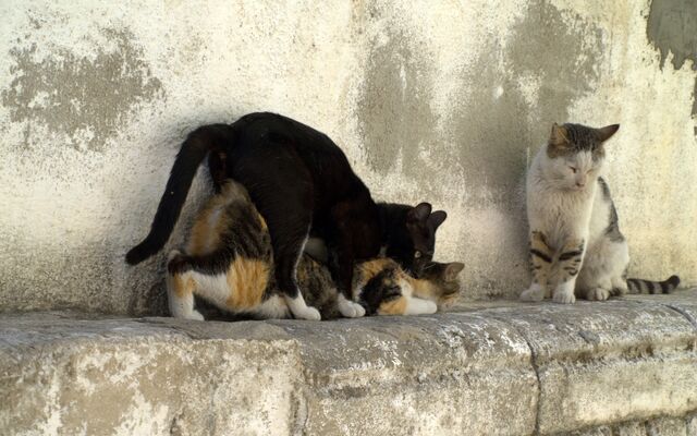 Soubor:Mating-cats.jpg