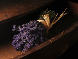 Vervain45.jpg