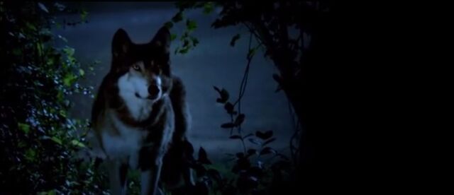 File:Babywolf.jpg