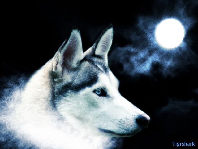 File:Blueh Wolf.jpg