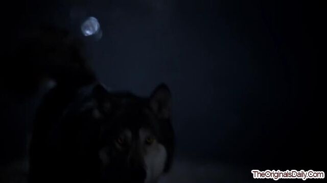File:CrescentWolf-1 (10).jpg