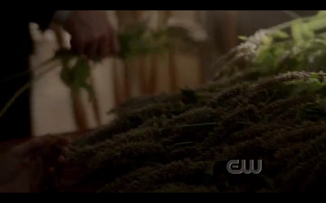 Archivo:Vevain-vervain.png