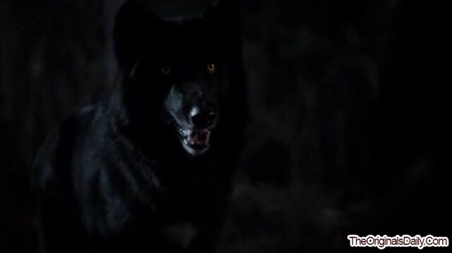 File:CrescentWolf-1 (9).jpg