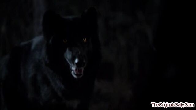 File:CrescentWolf-1 (11).jpg