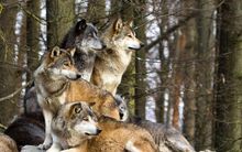Pack-of-wolves