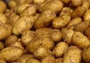 The potato family