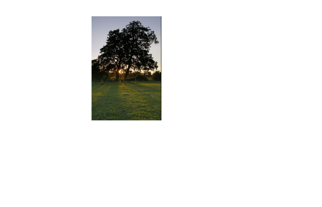 File:Oak Tree.png