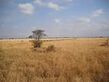 Savanna