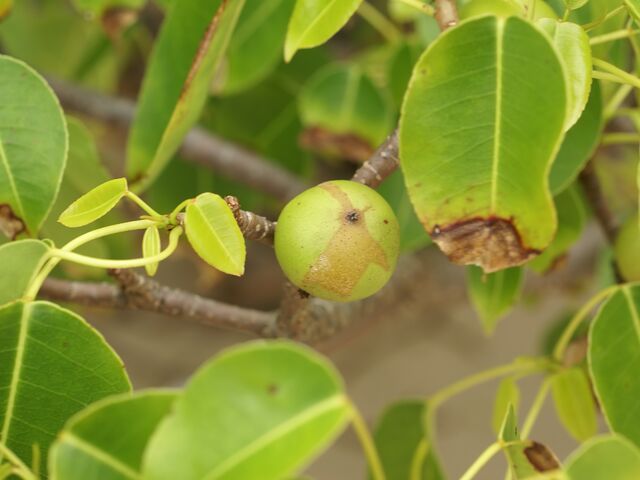File:Singleyew.jpg