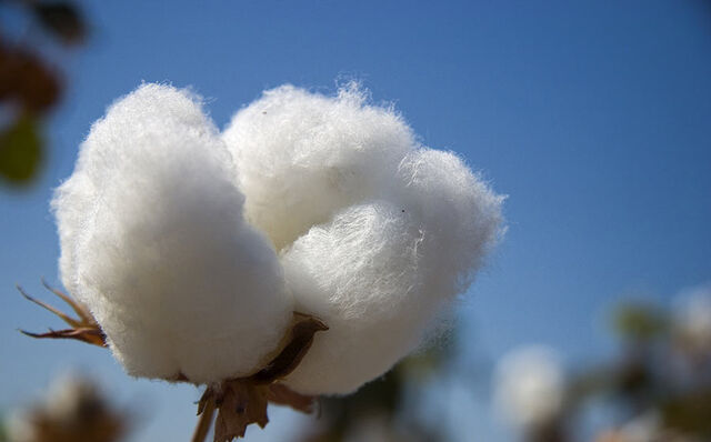 File:Fleece.jpg