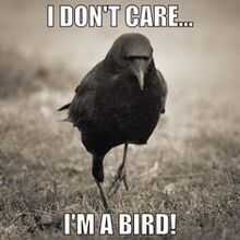 Ima bird