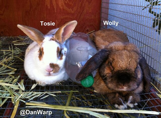 File:DanWarp's Bunnies.jpg