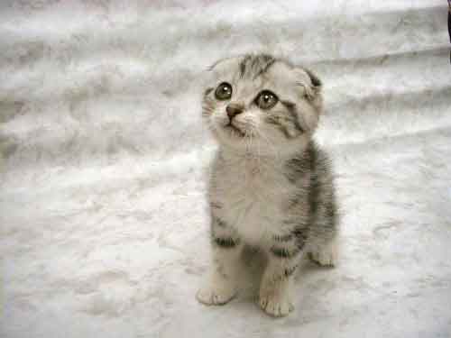 File:Cute-kitten.jpg