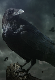Raven