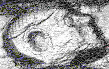 Vikhead2.gif