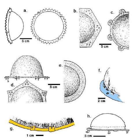 File:Umbonibase.jpg