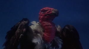 Vulture-1