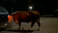 Burger King Cow Pushing Car