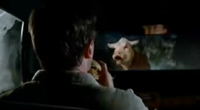 Burger King Angry Cow