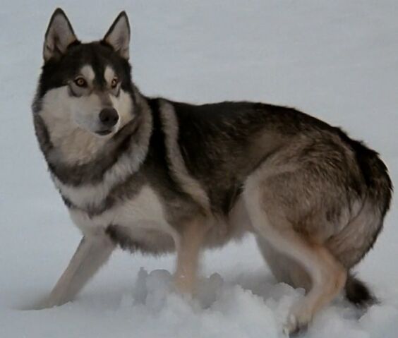 File:The Thing-Dog Shape cropped.jpg