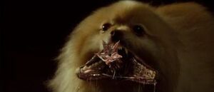 Pac-Man the Vampire Dog