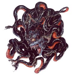 The Medusa Head