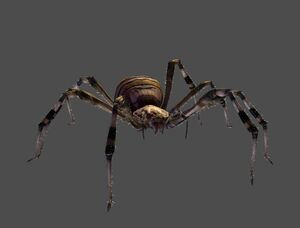 Male Orbweaver