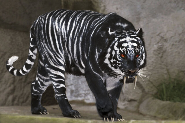 File:Black Tiger.jpg