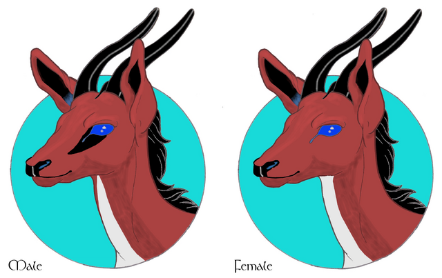File:Ane headshot male-female.png