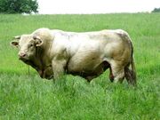 Bull
