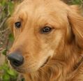 Rusty-A