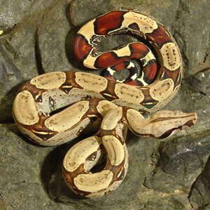 Red Tail Boa