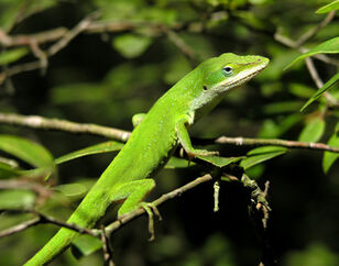 Green-anole-01