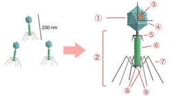 Bacteriophage structure