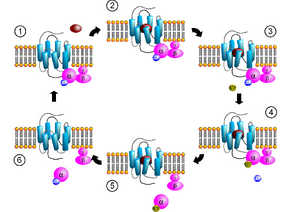GPCR-Zyklus.png