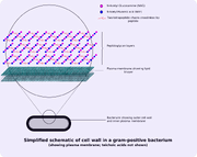 Gram-positive cellwall-schematic
