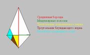 Ромбовидная ямка