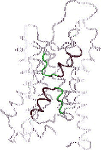 Aquaporins3