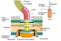 StructureOfTheFlagellum