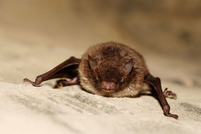 File:Myotis daubentoni01.jpg