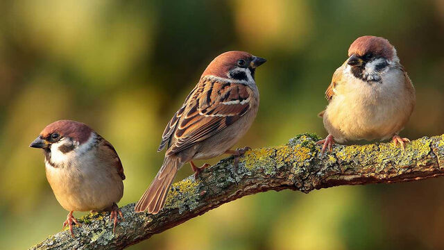 File:Sparrow-0.jpg
